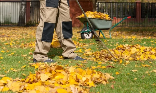 Yard Cleaning